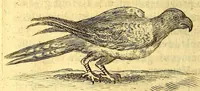 Picture 16 of 21 from Histoire naturelle des iles Antilles de l'Amerique: (1667), leaf 412