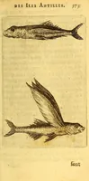 Picture 17 of 21 from Histoire naturelle des iles Antilles de l'Amerique: (1667), leaf 441