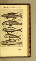 An illustration from Histoire naturelle des iles Antilles de l'Amerique: (1667)
