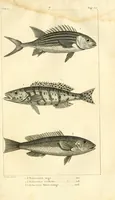 An illustration from Histoire naturelle des quadrupèdes-ovipares (1819)