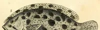 An illustration from Histoire naturelle des quadrupèdes-ovipares (1819)