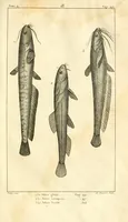 An illustration from Histoire naturelle des quadrupèdes-ovipares (1819)