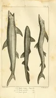 An illustration from Histoire naturelle des quadrupèdes-ovipares (1819)