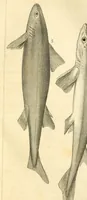 An illustration from Histoire naturelle des quadrupèdes-ovipares (1819)