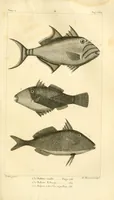 An illustration from Histoire naturelle des quadrupèdes-ovipares (1819)