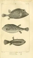 An illustration from Histoire naturelle des quadrupèdes-ovipares (1819)