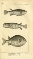 An illustration from Histoire naturelle des quadrupèdes-ovipares (1819)