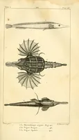 An illustration from Histoire naturelle des quadrupèdes-ovipares (1819)