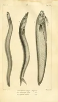 An illustration from Histoire naturelle des quadrupèdes-ovipares (1819)