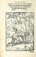 An illustration from Histoires prodigieuses extraictes de plusieurs fameux autheurs, grecz & latins, sacrez & prophanes (1561)