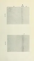 An illustration from Histological basis of shank colors in domestic fowl (1914)
