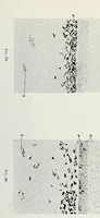 An illustration from Histological basis of shank colors in domestic fowl (1914)