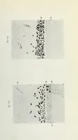 An illustration from Histological basis of shank colors in domestic fowl (1914)