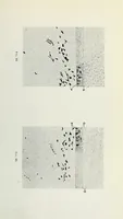 An illustration from Histological basis of shank colors in domestic fowl (1914)