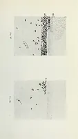 Picture 6 of 6 from Histological basis of shank colors in domestic fowl (1914), leaf 31