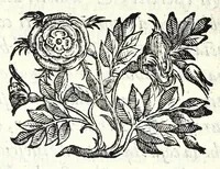 Picture 11 of 21 from Historia della guerra fra Turchi, et Persiani (1594), leaf 116