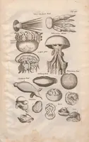 Picture 21 of 22 from Historiae naturalis de exanguibus aquaticis libri IV : cum figuris Æneis/ Johannes Jonstonus (1665), leaf 101