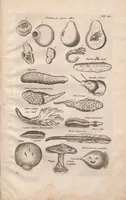 An illustration from Historiae naturalis de exanguibus aquaticis libri IV : cum figuris Æneis/ Johannes Jonstonus (1665)