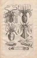 An illustration from Historiae naturalis de exanguibus aquaticis libri IV : cum figuris Æneis/ Johannes Jonstonus (1665)