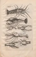 Picture 4 of 22 from Historiae naturalis de exanguibus aquaticis libri IV : cum figuris Æneis/ Johannes Jonstonus (1665), leaf 67