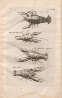 Picture 5 of 22 from Historiae naturalis de exanguibus aquaticis libri IV : cum figuris Æneis/ Johannes Jonstonus (1665), leaf 69