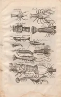 An illustration from Historiae naturalis de exanguibus aquaticis libri IV : cum figuris Æneis/ Johannes Jonstonus (1665)