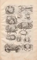Picture 7 of 22 from Historiae naturalis de exanguibus aquaticis libri IV : cum figuris Æneis/ Johannes Jonstonus (1665), leaf 73