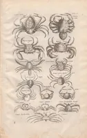 An illustration from Historiae naturalis de exanguibus aquaticis libri IV : cum figuris Æneis/ Johannes Jonstonus (1665)