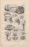 An illustration from Historiae naturalis de exanguibus aquaticis libri IV : cum figuris Æneis/ Johannes Jonstonus (1665)