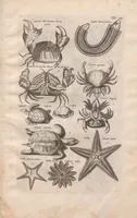 Picture 10 of 22 from Historiae naturalis de exanguibus aquaticis libri IV : cum figuris Æneis/ Johannes Jonstonus (1665), leaf 79