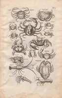 Picture 11 of 22 from Historiae naturalis de exanguibus aquaticis libri IV : cum figuris Æneis/ Johannes Jonstonus (1665), leaf 81