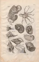 Picture 12 of 22 from Historiae naturalis de exanguibus aquaticis libri IV : cum figuris Æneis/ Johannes Jonstonus (1665), leaf 83
