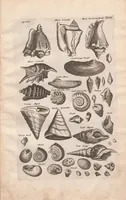 An illustration from Historiae naturalis de exanguibus aquaticis libri IV : cum figuris Æneis/ Johannes Jonstonus (1665)