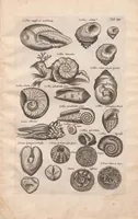 An illustration from Historiae naturalis de exanguibus aquaticis libri IV : cum figuris Æneis/ Johannes Jonstonus (1665)