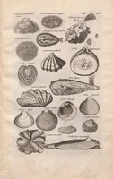 An illustration from Historiae naturalis de exanguibus aquaticis libri IV : cum figuris Æneis/ Johannes Jonstonus (1665)