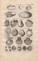 An illustration from Historiae naturalis de exanguibus aquaticis libri IV : cum figuris Æneis/ Johannes Jonstonus (1665)