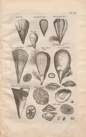 An illustration from Historiae naturalis de exanguibus aquaticis libri IV : cum figuris Æneis/ Johannes Jonstonus (1665)