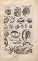 An illustration from Historiae naturalis de exanguibus aquaticis libri IV : cum figuris Æneis/ Johannes Jonstonus (1665)