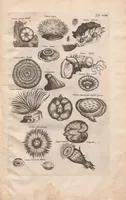 An illustration from Historiae naturalis de exanguibus aquaticis libri IV : cum figuris Æneis/ Johannes Jonstonus (1665)