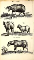 An illustration from Historiae naturalis de quadrupetibus libri : cum aeneis figuris; [Historiae naturalis de serpentibus libri II ; Historiae naturalis de insectis libri III ; Historiae naturalis de exanguibus aquaticis libri IV ; Historiae naturalis de piscibus et cetis libri V ; Historiae naturalis de avibus libri VI] (1650)