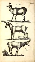 An illustration from Historiae naturalis de quadrupetibus libri : cum aeneis figuris; [Historiae naturalis de serpentibus libri II ; Historiae naturalis de insectis libri III ; Historiae naturalis de exanguibus aquaticis libri IV ; Historiae naturalis de piscibus et cetis libri V ; Historiae naturalis de avibus libri VI] (1650)