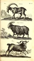 An illustration from Historiae naturalis de quadrupetibus libri : cum aeneis figuris; [Historiae naturalis de serpentibus libri II ; Historiae naturalis de insectis libri III ; Historiae naturalis de exanguibus aquaticis libri IV ; Historiae naturalis de piscibus et cetis libri V ; Historiae naturalis de avibus libri VI] (1650)