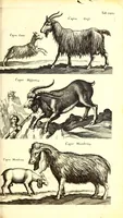 An illustration from Historiae naturalis de quadrupetibus libri : cum aeneis figuris; [Historiae naturalis de serpentibus libri II ; Historiae naturalis de insectis libri III ; Historiae naturalis de exanguibus aquaticis libri IV ; Historiae naturalis de piscibus et cetis libri V ; Historiae naturalis de avibus libri VI] (1650)