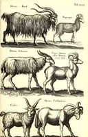 An illustration from Historiae naturalis de quadrupetibus libri : cum aeneis figuris; [Historiae naturalis de serpentibus libri II ; Historiae naturalis de insectis libri III ; Historiae naturalis de exanguibus aquaticis libri IV ; Historiae naturalis de piscibus et cetis libri V ; Historiae naturalis de avibus libri VI] (1650)