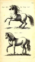 An illustration from Historiae naturalis de quadrupetibus libri : cum aeneis figuris; [Historiae naturalis de serpentibus libri II ; Historiae naturalis de insectis libri III ; Historiae naturalis de exanguibus aquaticis libri IV ; Historiae naturalis de piscibus et cetis libri V ; Historiae naturalis de avibus libri VI] (1650)