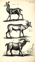 An illustration from Historiae naturalis de quadrupetibus libri : cum aeneis figuris; [Historiae naturalis de serpentibus libri II ; Historiae naturalis de insectis libri III ; Historiae naturalis de exanguibus aquaticis libri IV ; Historiae naturalis de piscibus et cetis libri V ; Historiae naturalis de avibus libri VI] (1650)