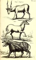 An illustration from Historiae naturalis de quadrupetibus libri : cum aeneis figuris; [Historiae naturalis de serpentibus libri II ; Historiae naturalis de insectis libri III ; Historiae naturalis de exanguibus aquaticis libri IV ; Historiae naturalis de piscibus et cetis libri V ; Historiae naturalis de avibus libri VI] (1650)
