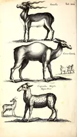 An illustration from Historiae naturalis de quadrupetibus libri : cum aeneis figuris; [Historiae naturalis de serpentibus libri II ; Historiae naturalis de insectis libri III ; Historiae naturalis de exanguibus aquaticis libri IV ; Historiae naturalis de piscibus et cetis libri V ; Historiae naturalis de avibus libri VI] (1650)