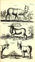 An illustration from Historiae naturalis de quadrupetibus libri : cum aeneis figuris; [Historiae naturalis de serpentibus libri II ; Historiae naturalis de insectis libri III ; Historiae naturalis de exanguibus aquaticis libri IV ; Historiae naturalis de piscibus et cetis libri V ; Historiae naturalis de avibus libri VI] (1650)