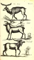 An illustration from Historiae naturalis de quadrupetibus libri : cum aeneis figuris; [Historiae naturalis de serpentibus libri II ; Historiae naturalis de insectis libri III ; Historiae naturalis de exanguibus aquaticis libri IV ; Historiae naturalis de piscibus et cetis libri V ; Historiae naturalis de avibus libri VI] (1650)